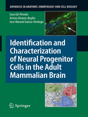 cover image of Identification and Characterization of Neural Progenitor Cells in the Adult Mammalian Brain